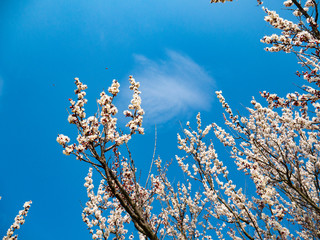 Beautiful white branches of a blooming apricots in the spring in the background blue sky
