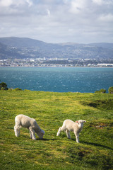 Sheep in New Zealand, Matiu/Somes island