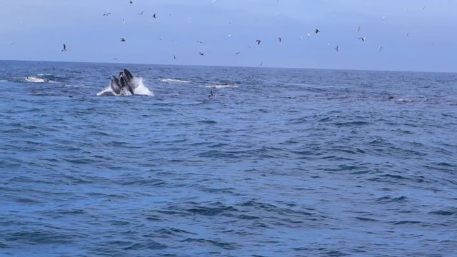 Two Whales Open Mouths to Feed in Monterey, CA