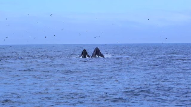 Two Whales Breach as They Feed in Monterey, CA