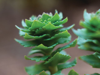 Blossom tree over nature background Spring flowers
