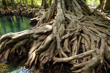 A charming transparent river in the mangrove forest.