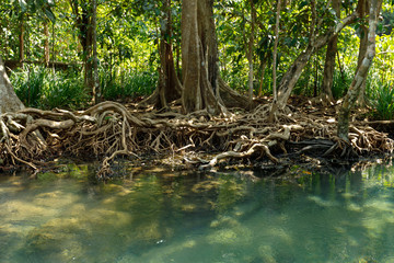 A charming transparent river in the mangrove forest.