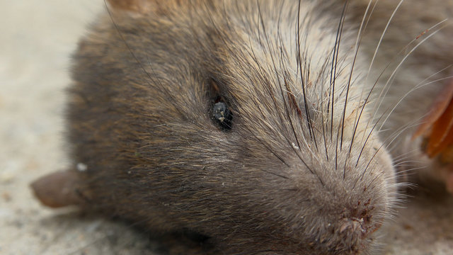 dead rat head, close up