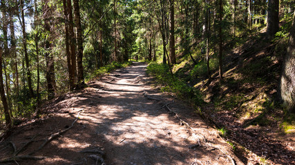 Fototapeta premium path in the forest