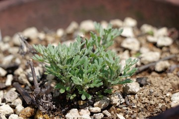 アロマムの鉢植え