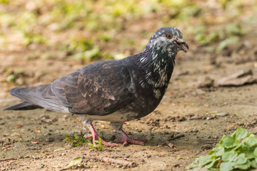 A Talkative Pigeon Walking into the Park