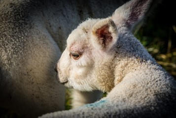 Lamb with ewe close up