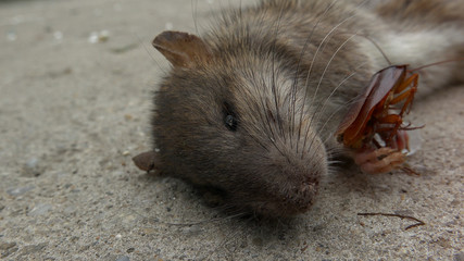 Dead Rat Laying near american cockroach on the street