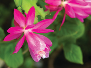 Blossom tree over nature background Spring flowers