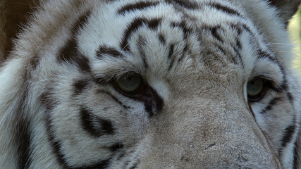 The Majestic White Tiger