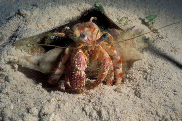 Hermit Crab