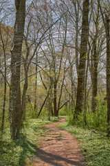 A forest trail near Collegeville, Pennsylvania, USA