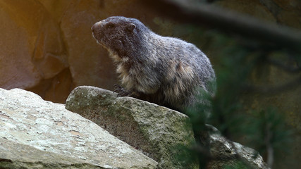 Naklejka na ściany i meble Marmot Rodent On Rocks