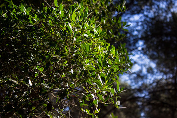 Green leaves of a bush on the foreground glowing in the light of the sun in national park of Marseilles, Provence, France. Summer mood, the way to calanques.