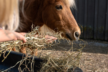 Horse eating hay © Kaschia