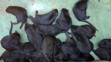 Naklejka premium the different activities of beavers