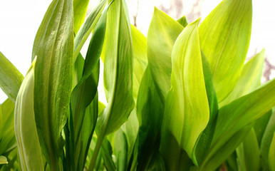 Fototapeta premium Spring green leaves of a plant for background graphic design.