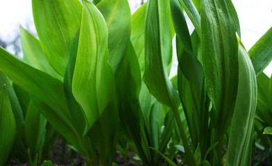 Spring green leaves of a plant for background graphic design.