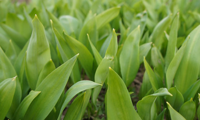 Spring green leaves of a plant for background graphic design.