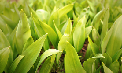Spring green leaves of a plant for background graphic design.