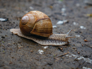 Big snail in shell crawling on road