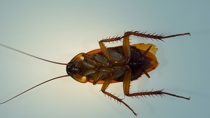 American cockroach with light effects