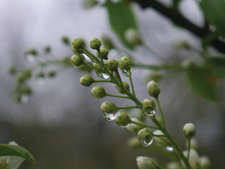 flowers in the trees at sunset with drops