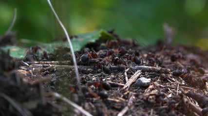 Anthill in the forest