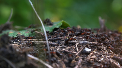 Anthill in the forest