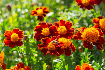 colorful marigold flowers in a garden