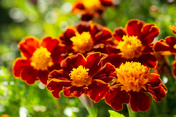 colorful marigold flowers in a garden