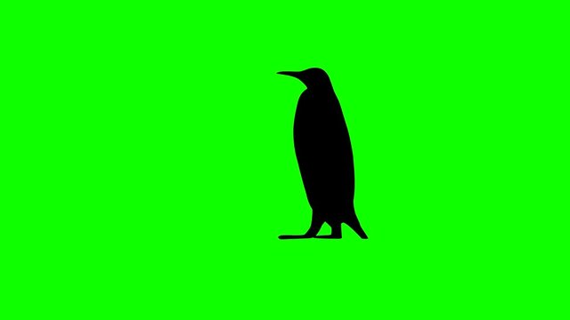 Silhouette of penguin, animation on the green background
