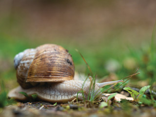 Big snail in shell crawling on road