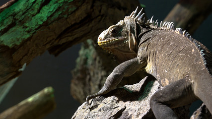 Fototapeta premium Iguana Reptile On The Ground