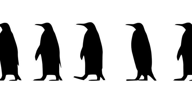 Penguins walking, animation on the white background