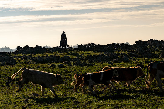A cowboy herds cattle on a ranch