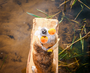 Chihuahua wearing sunglasses and straw hat sits on a bench by the river enjoying the sun. Fashionable dog in a hat and glasses resting on the beach
