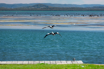 Pelicans near an ocean inlet.
