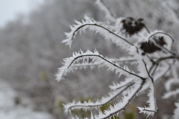 frost on branch