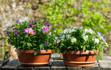 Fototapeta na wymiar pansy flowers in a pots a in the garden