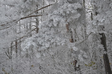 snowy background