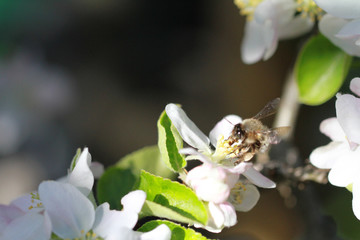 Bee