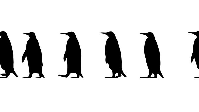 Penguins walking, animation on the white background