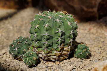 Close-up of cactus tropical plant with sharp spines