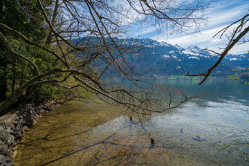 Nature reserve Weissenau in Unterseen, Switzerland