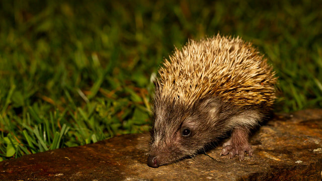 Igel Baby nachts auf einem Stein im Garten