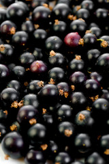 Black currant isolated on white