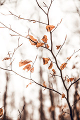 Orange tree leaves in forest at autumn