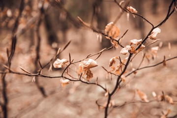 Orange tree leaves in forest at autumn